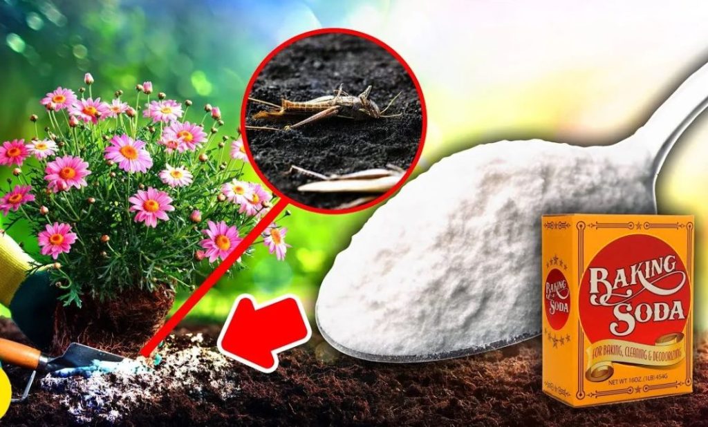 Baking Soda A Gardeners Secret Weapon 10 Genius Garden Uses 1068x645 1 1024x618