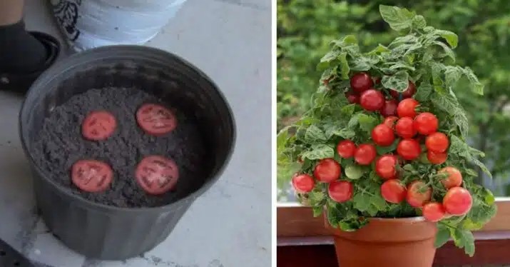How To Grow An Unlimited Amount Of Tomatoes Using Just 4 Slices (1)