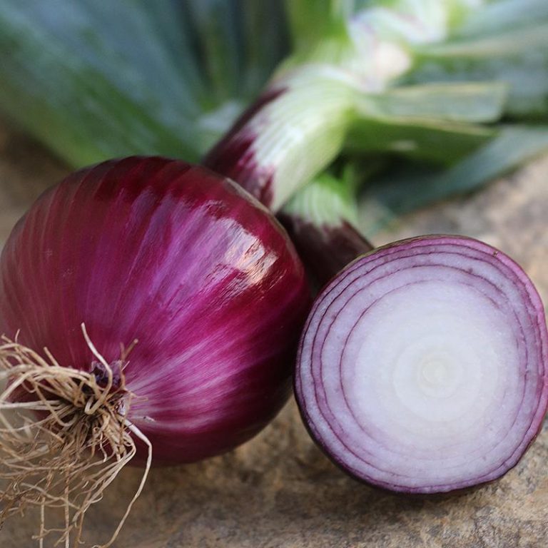 0322 Ruby Red Onion 1