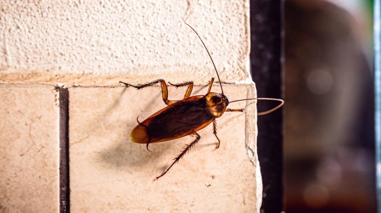 Periplaneta,cockroach,,known,as,red,cockroach,or,american,cockroach,walking,along