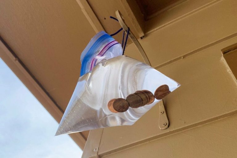 Penny Water Bag For Flies 1536x1024 1 1024x683
