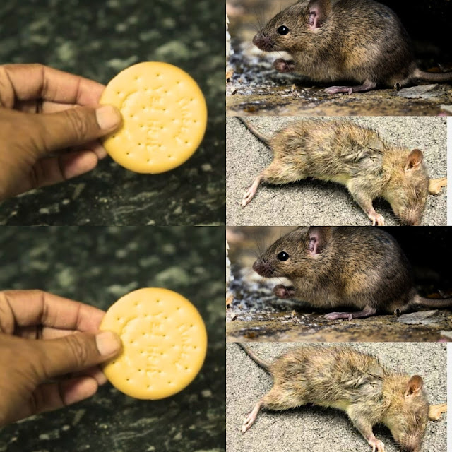457496069 122166525206148206 5486407706886305191 N (1)