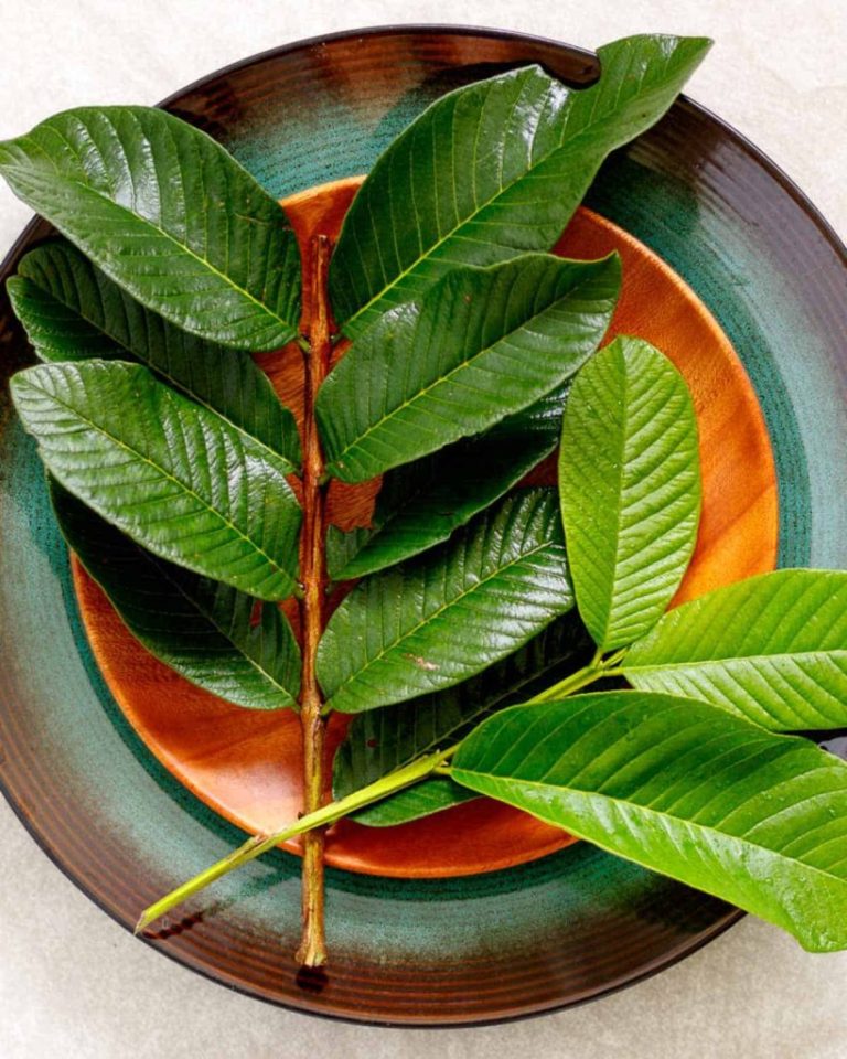 Guava Leaf Tea Plate 3 1 819x1024