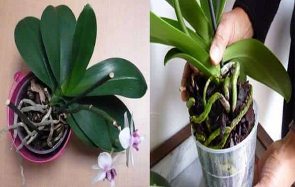 Orchid Without Roots