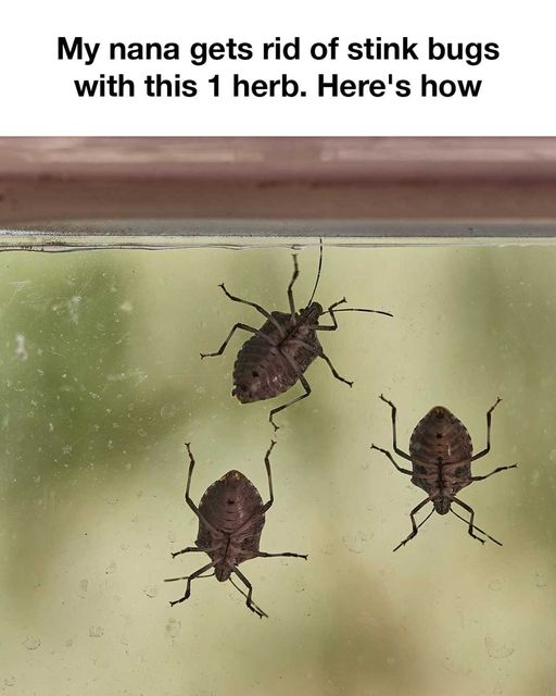 462969885 1018964920028086 2592030867711214529 N