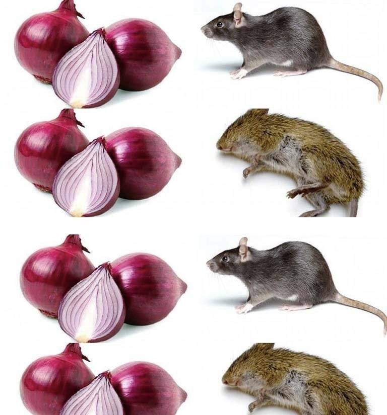 474761809 122161131692320470 6958911848384540009 N (1)