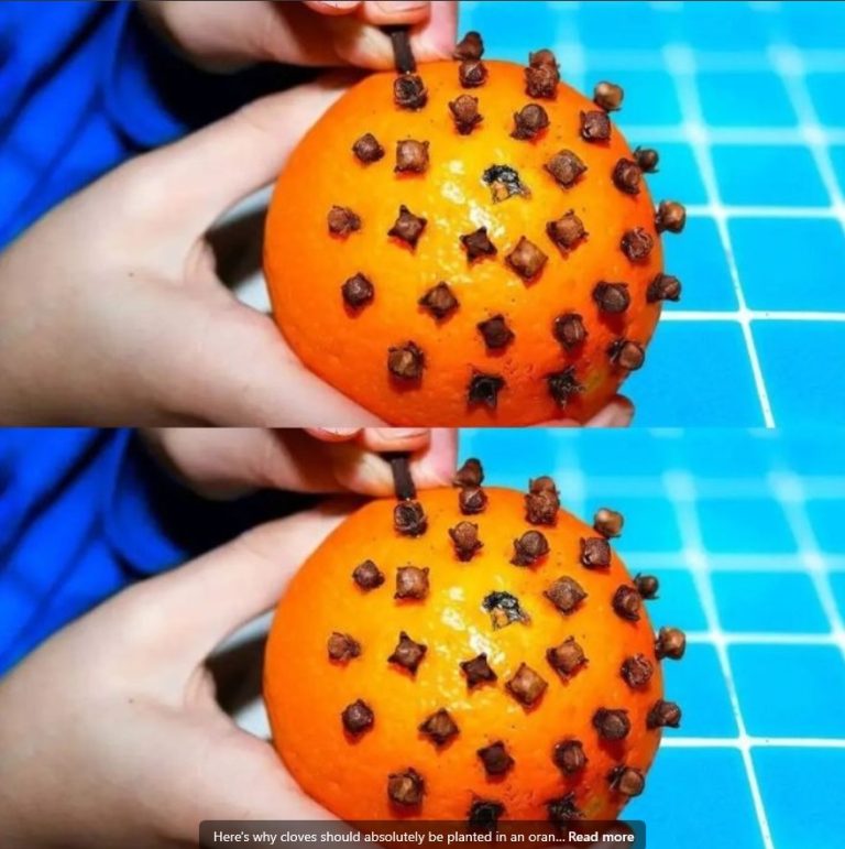 480352163 122117345756701520 5266431752669172929 N