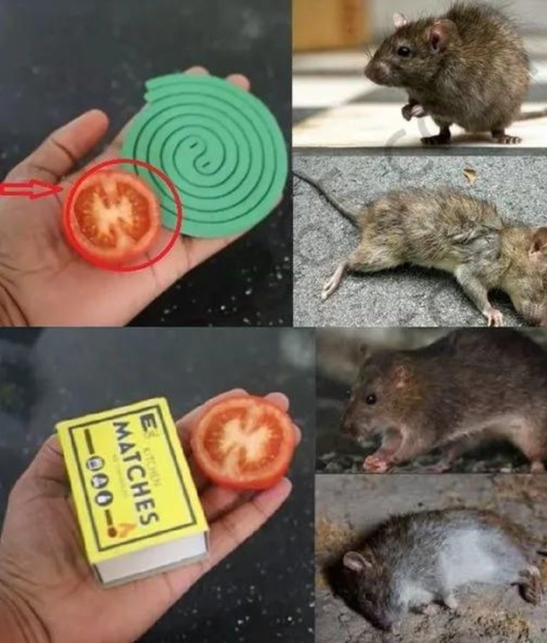 480643648 1046817000591821 7364844756301575649 N