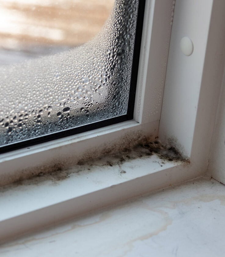 Moldy Window 737x840 1