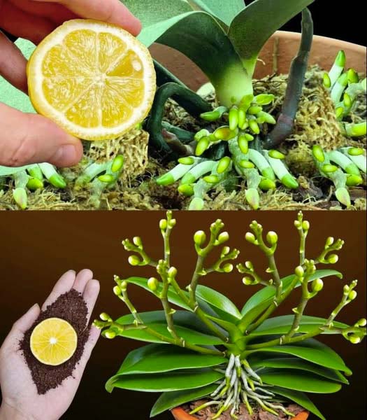 Pourquoi Faut Il Absolument Mettre Du Citron Sur Les Orchidees
